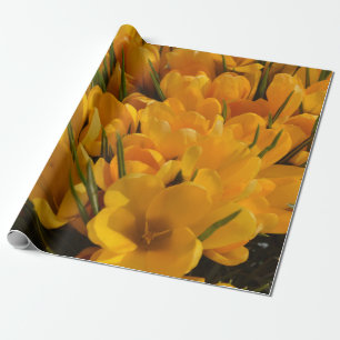 Papier Cadeau Crocus jaune flavus - Fleurs Jaune Doré