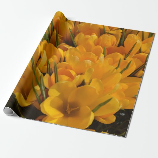 Papier Cadeau Crocus jaune flavus - Fleurs Jaune Doré (Déroulé)