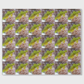 Papier Cadeau Cryptocentrus cinctus (Plat)