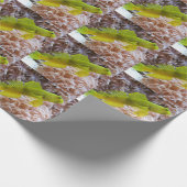 Papier Cadeau Cryptocentrus cinctus (Coin)