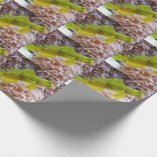 Papier Cadeau Cryptocentrus cinctus (Coin)