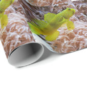 Papier Cadeau Cryptocentrus cinctus (Coin rond)