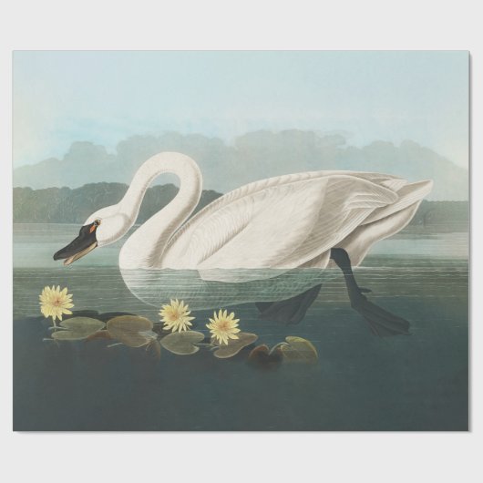 Papier Cadeau cygne audubon cygnes d'eau blanche (Plat)