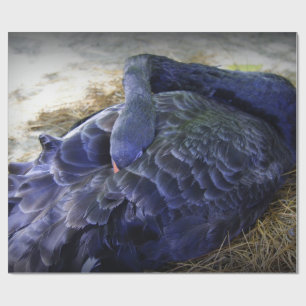 Papier Cadeau Cygne de sommeil