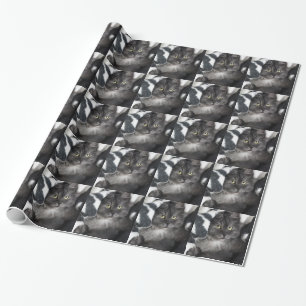 Papier Cadeau Destin mignon d'amour de paix de chat de chaton