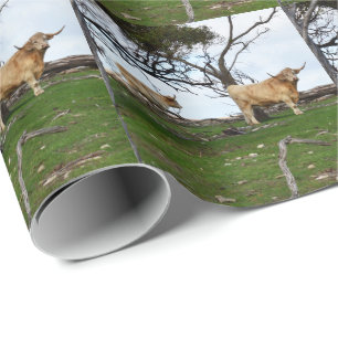 Papier Cadeau Deux vaches de Highland dans des terres paisibles,