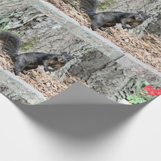 Papier Cadeau Écureuil (Coin)