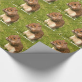 Papier Cadeau Écureuil (Coin)