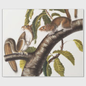 Papier Cadeau Écureuil gris de Caroline (Sciurus Carolinensis) (Plat)