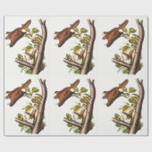 Papier Cadeau Écureuil volant de l'Oregon (Pteromys Origonensis) (Plat)