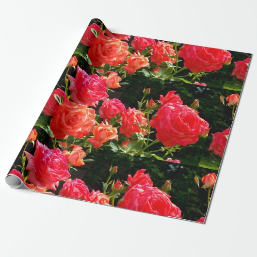 Papier Cadeau Elégant corail rouge orange rose jardin rose (Déroulé)
