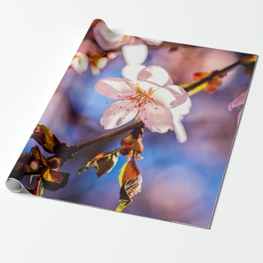Papier Cadeau Élégant Sakura Blossoms (Déroulé)