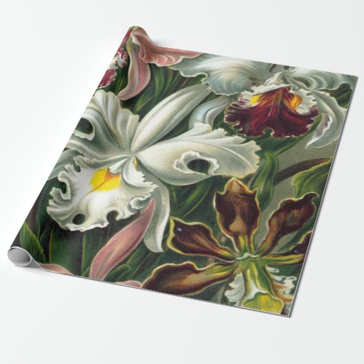 Papier Cadeau Ernst Haeckel Art Imprimer : Orchidae Oncidiums, t (Déroulé)