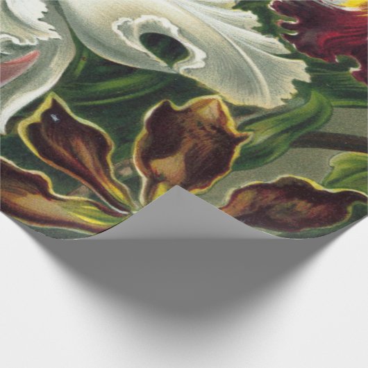 Papier Cadeau Ernst Haeckel Art Imprimer : Orchidae Oncidiums, t (Coin)