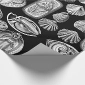 Papier Cadeau Ernst Haeckel Spirobranchia (Coin)