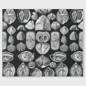 Papier Cadeau Ernst Haeckel Spirobranchia (Plat)
