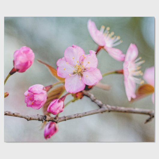 Papier Cadeau Fascination Des Fleurs Sakura (Plat)
