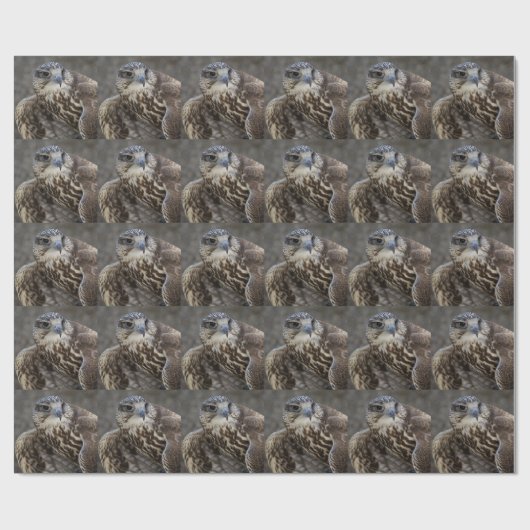 Papier Cadeau Faucon (Plat)