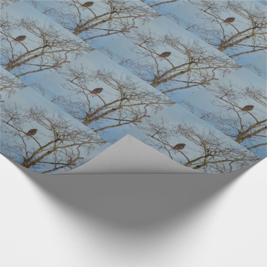 Papier Cadeau Faucon coupé la queue par rouge (Coin)