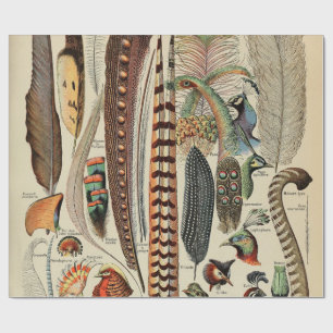 Papier Cadeau Feather Bird Wildlife Plumes d'antiquités