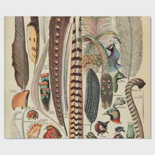 Papier Cadeau Feather Bird Wildlife Plumes d'antiquités (Plat)
