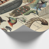 Papier Cadeau Feather Bird Wildlife Plumes d'antiquités (Coin)