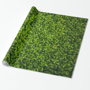 Papier Cadeau Fermez-vous de la haie vert clair