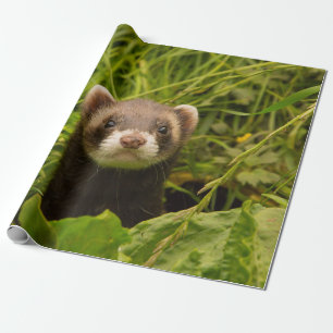 Papier Cadeau Ferret Brown dans l'herbe