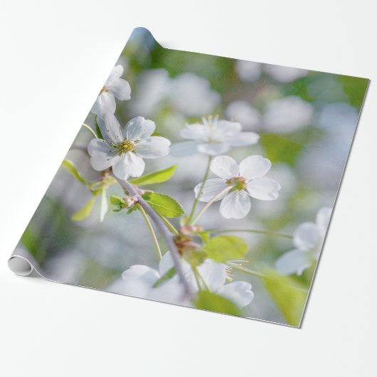 Papier Cadeau Fleur de cerisier blanche (Déroulé)
