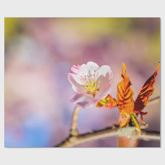 Papier Cadeau Fleur mignonne Sakura (Plat)