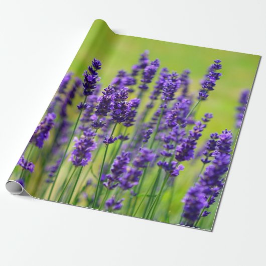 Papier Cadeau Fleur pourpre de lavande (Déroulé)