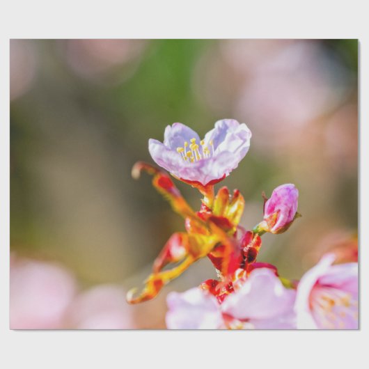 Papier Cadeau Fleur Sakura rose exceptionnelle (Plat)