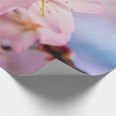 Papier Cadeau Fleurs De Cerise Douce De Couleur Rose Et Ciel Ble (Coin)