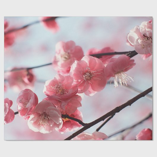 Papier Cadeau Fleurs de cerisiers (Plat)