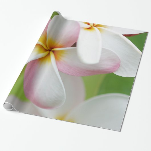 Papier Cadeau Fleurs de Hawaïen de fleur d'Hawaï de Frangipani (Déroulé)