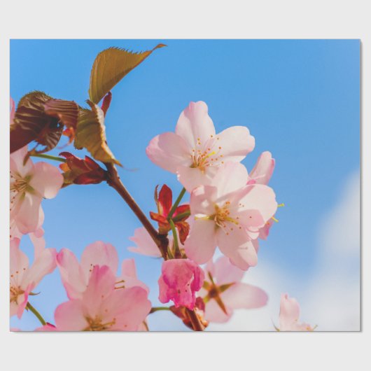 Papier Cadeau Fleurs De Sakura Cute Ouverte Au Soleil Du Printem (Plat)