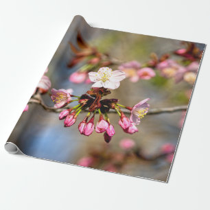 Papier Cadeau Fleurs De Sakura Fraîches Au Soleil Et Bufs Violet