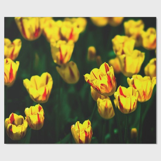 Papier Cadeau Fleurs de tulipe jaune (Plat)