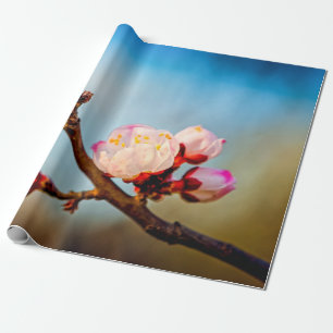 Papier Cadeau Fleurs Japonaises D'Apricot Et Ciel Bleu