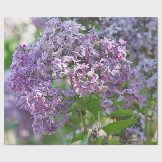 Papier Cadeau Fleurs lilas (Plat)