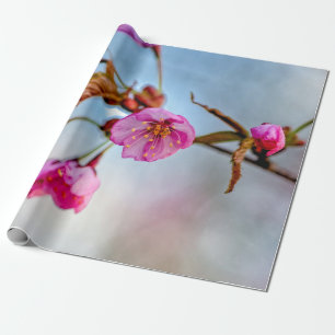 Papier Cadeau Fleurs Sakura Aux Couleurs Douces Roses