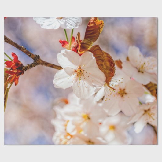 Papier Cadeau Fleurs Sakura Spectaculaires. Saison Hanami (Plat)