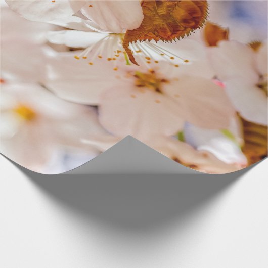 Papier Cadeau Fleurs Sakura Spectaculaires. Saison Hanami (Coin)