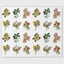 Fleurs vintages de NZ de la Science