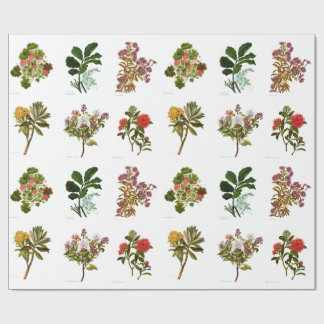 Papier Cadeau Fleurs vintages de NZ de la Science