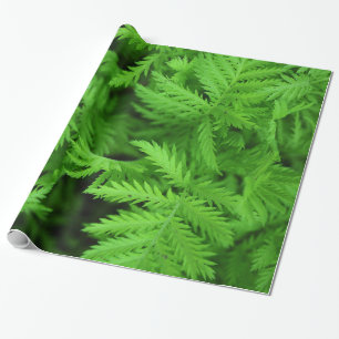 Papier Cadeau Fougères vertes plumeuses