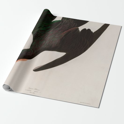 Papier Cadeau Frigate Pelican Birds of America Audubon Imprimer (Déroulé)