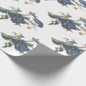 Papier Cadeau Geai bleu par Audubon (Coin)