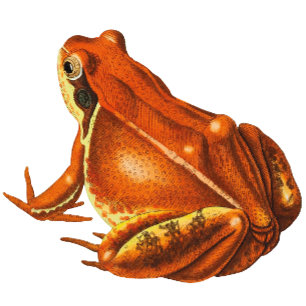 Papier Cadeau Grenouille orange