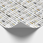 Papier Cadeau Groupe de poissons d'eau douce du sud-est (Coin)